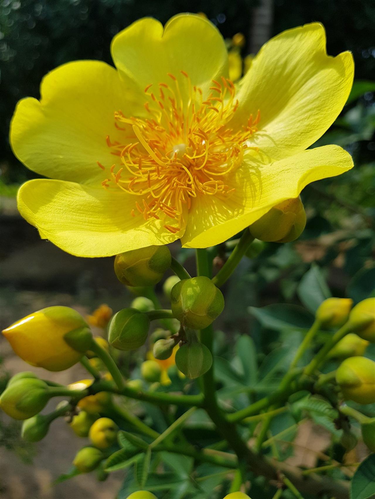 Xuân về với mái nhà chung Chánh Phú Hòa