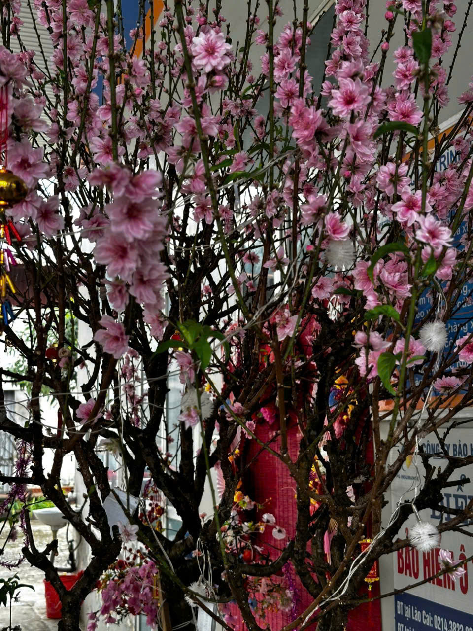 Mùa xuân trên vai áo Cán bộ người lao động Petajico Hà Nội Tận tâm - Tiên phong  - Hợp lực - Đồng hành .