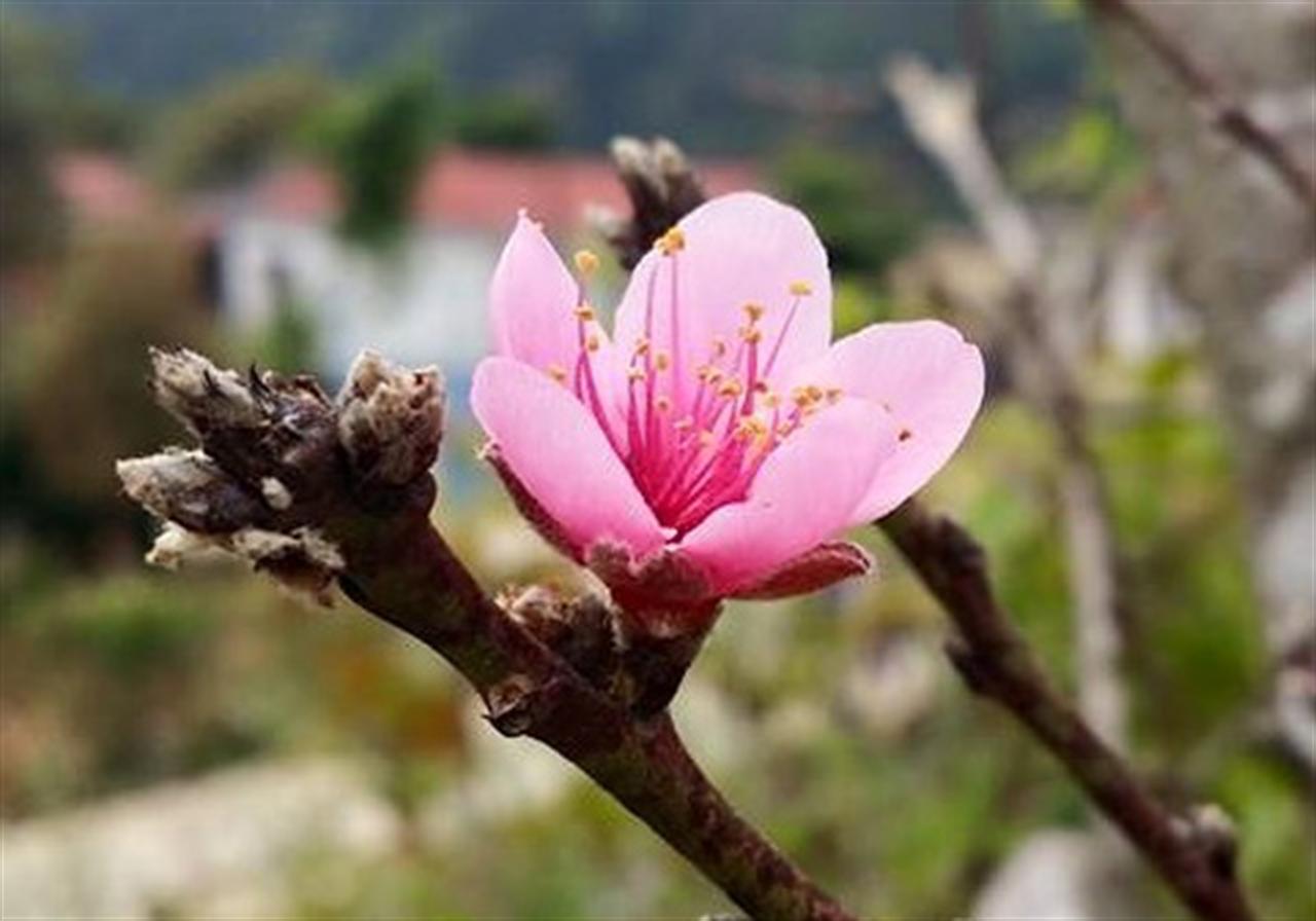 Mừng Xuân Mậu Tuất