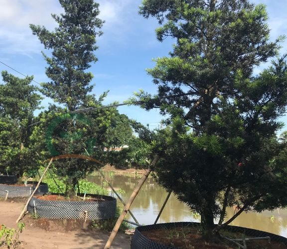 Thư mời chào giá v/v mua cây Vạn niên tùng